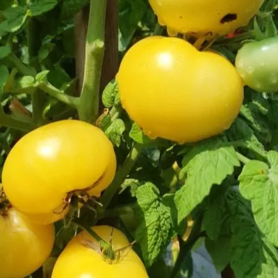 tsitron-kompaktnyy-10-158121