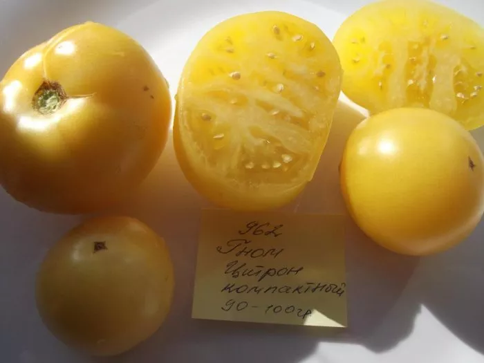 tsitron-kompaktnyy-3-158121