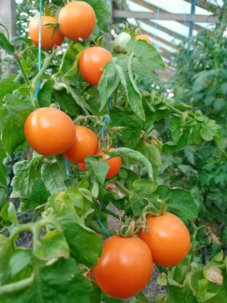 tsitron-kompaktnyy-4-158121