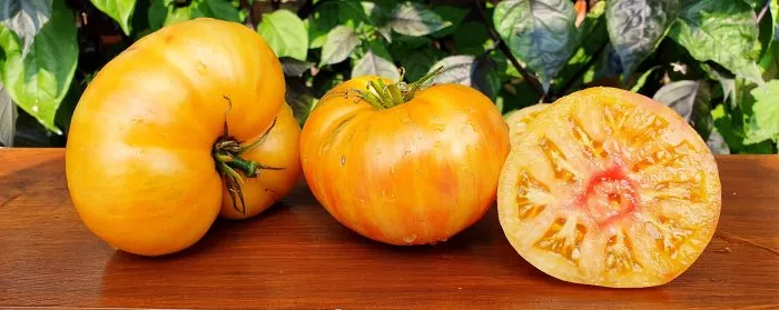 tsitron-kompaktnyy-5-158121