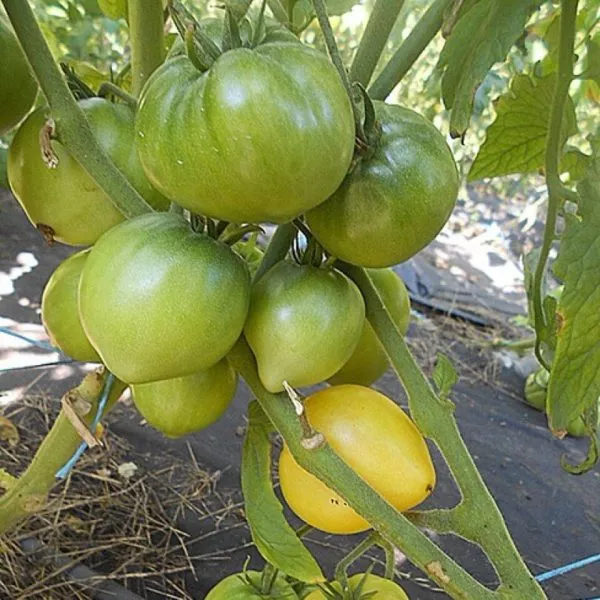 tsitron-kompaktnyy-6-158121