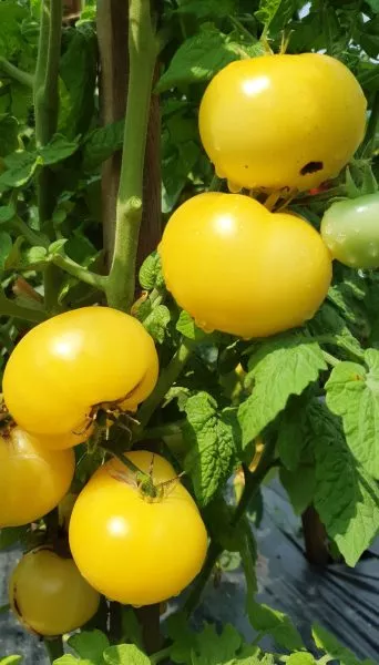 tsitron-kompaktnyy-main-158121