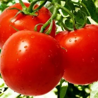 turetskiy-sverhranniy-main-139547