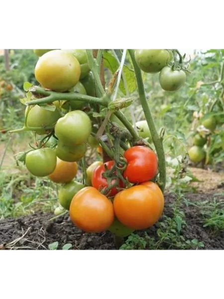 tuzemets-main-155298