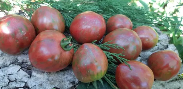 udacha-moryaka-2-166134