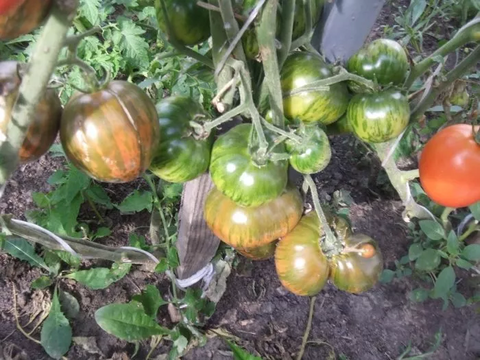 udacha-moryaka-3-166134