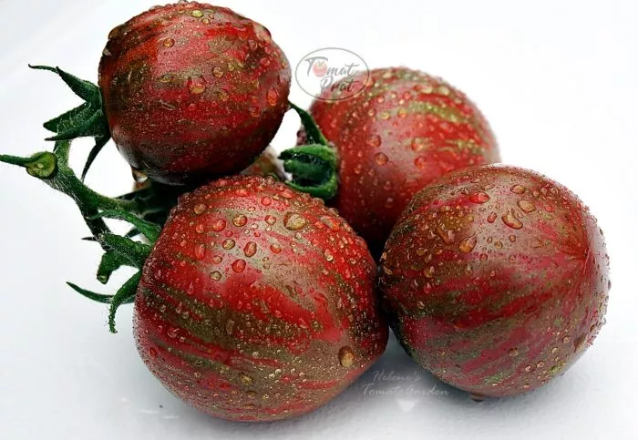 udacha-moryaka-5-166134