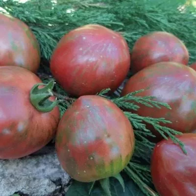 udacha-moryaka-6-166134