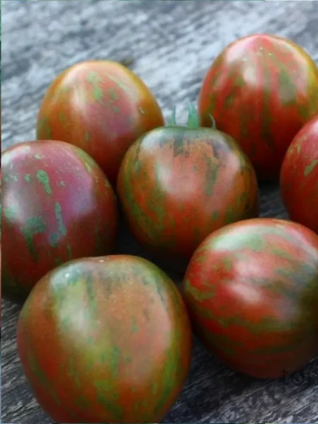 udacha-moryaka-main-166134