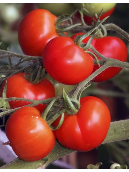 uralskiy-dachnik-1-164874