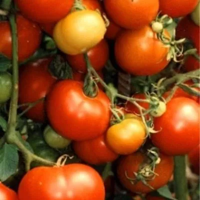 uralskiy-dachnik-main-164874