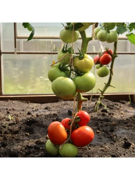 uralskiy-ranniy-3-159200