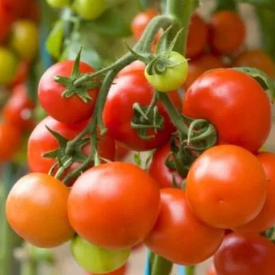 uralskiy-ranniy-5-159200