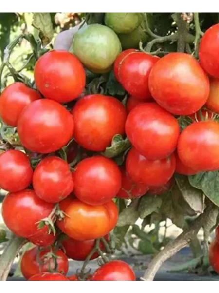 uralskiy-ranniy-main-159200