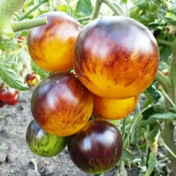 ussuriyskiy-tigr-2-141046