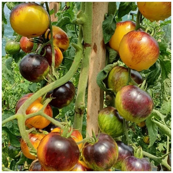 ussuriyskiy-tigr-3-141046