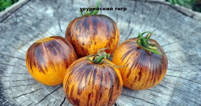 ussuriyskiy-tigr-4-141046