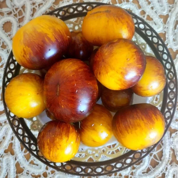 ussuriyskiy-tigr-5-141046