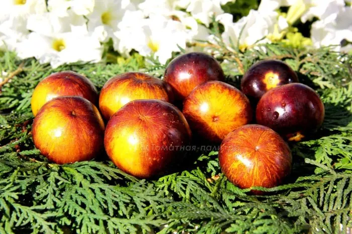 ussuriyskiy-tigr-main-141046