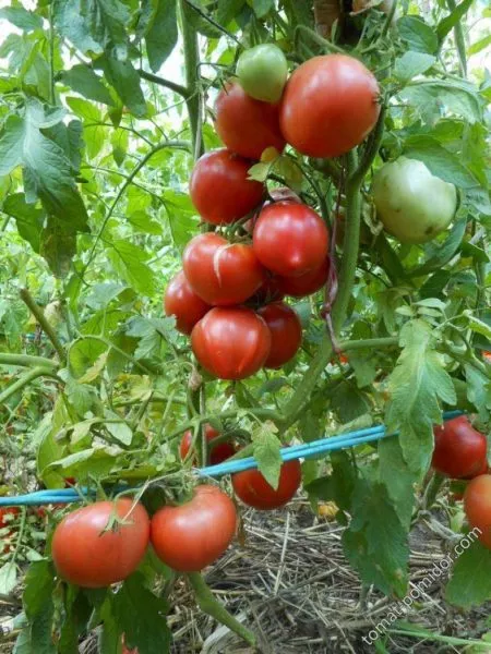 utrennyaya-rosa-2-139811