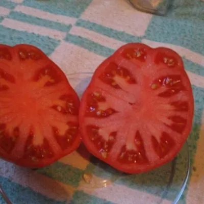 utrennyaya-rosa-3-139811