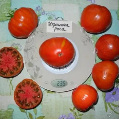 utrennyaya-rosa-5-139811