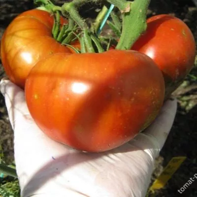 utrennyaya-rosa-6-139811