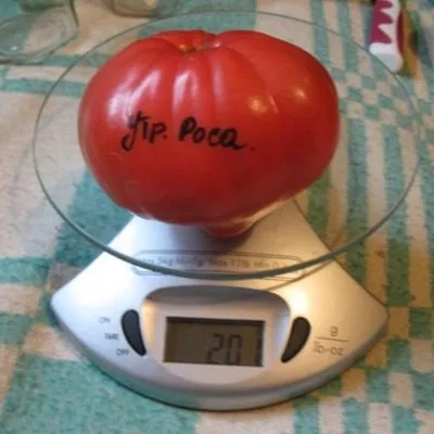 utrennyaya-rosa-7-139811