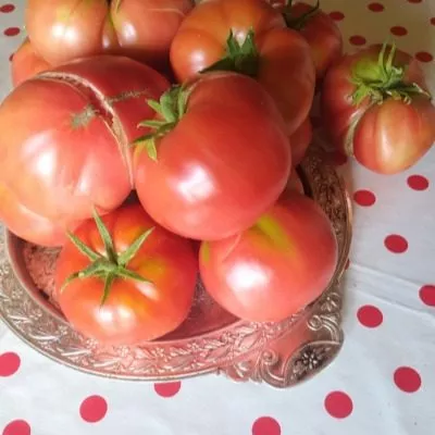 utrennyaya-rosa-8-139811