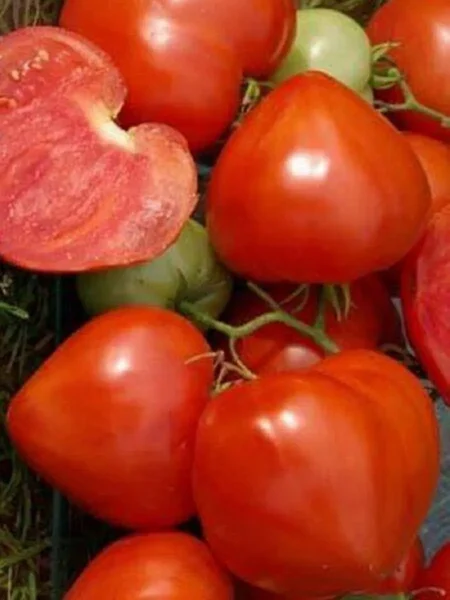 utrennyaya-rosa-main-139811