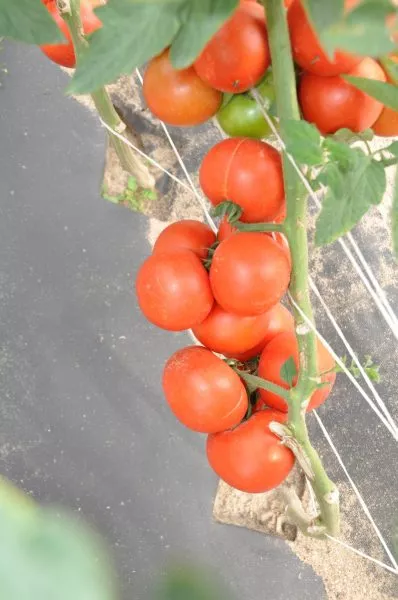 uvertyura-nk-1-140046