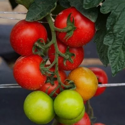 uvertyura-nk-1-140046