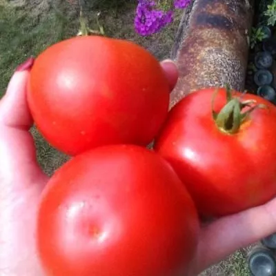 uvertyura-nk-2-140046