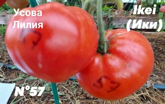 UYy5zsF5DRaL9I5MRyZG8g8nC-5QGdL4RVgn283LQBh-Lhc1unK7hbnQWRFoZfBgM7PIfAZa7O1qJHoohSJ_IVlG