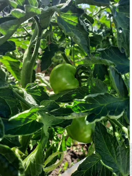 vashe-plodorodie-3-151195