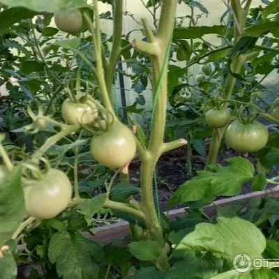 vazhnaya-persona-3-139799