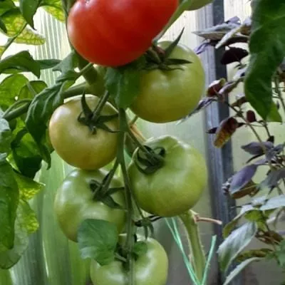 vazhnaya-persona-4-139799