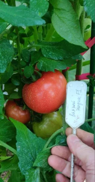 vazhnyy-indyuk-1-158139