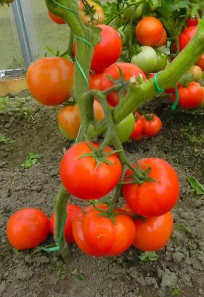 vazhnyy-indyuk-3-158139