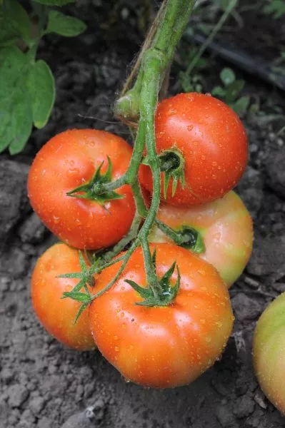 vazhnyy-indyuk-main-158139