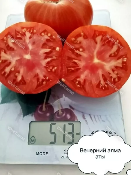 vecherniy-almaty-10-151168