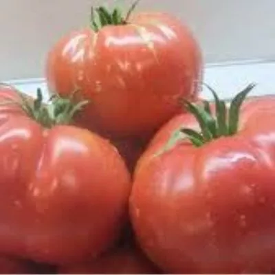 vechnaya-lyubov-2-160936