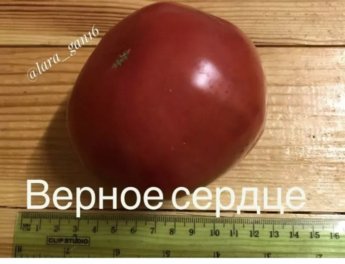 vernoe-serdtse-3-148469