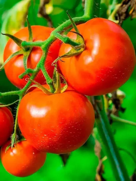 vernoe-serdtse-5-148469