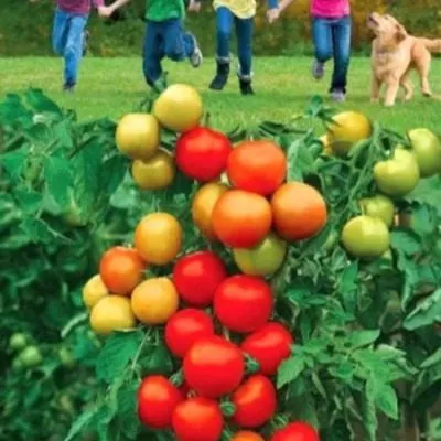 veselaya-kompaniya-main-148834