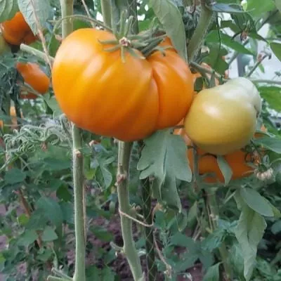 veselaya-sosedka-6-156784