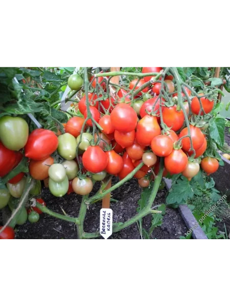 vesennyaya-kapel-1-151577