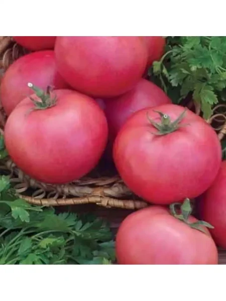 vesna-severa-1-139262-2