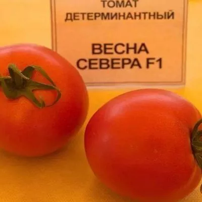 vesna-severa-1-139262