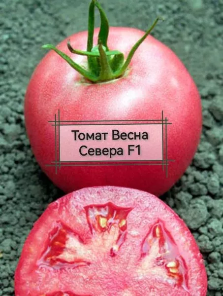 vesna-severa-2-139262-1